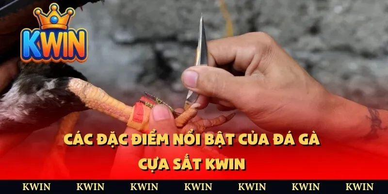 Các đặc điểm nổi bật của đá gà cựa sắt KWIN