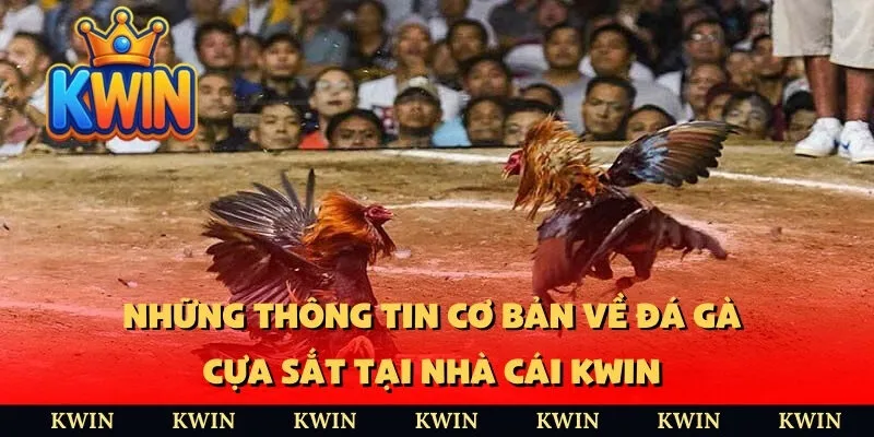 Những thông tin cơ bản về đá gà cựa sắt tại nhà cái KWIN