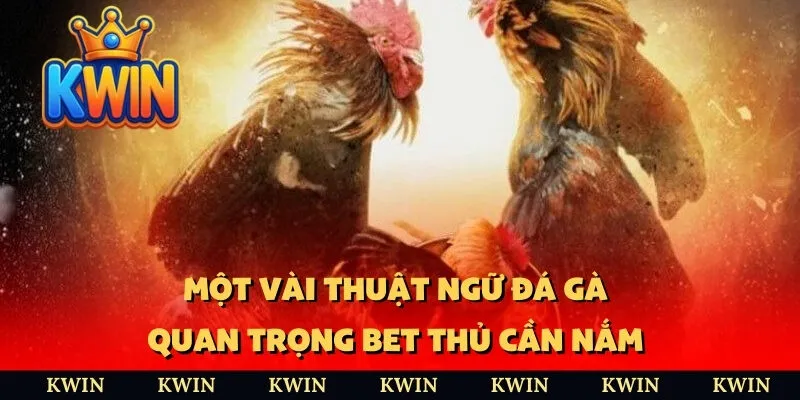 Một vài thuật ngữ đá gà quan trọng bet thủ cần nắm 